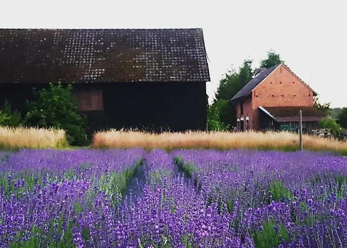 Wilcze Pole - Tu Odpoczniesz Od Swiata אתר קמפינג